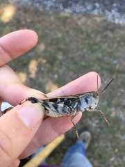 Hippiscus ocelote