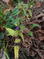 Campanula trachelium