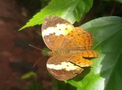 Cupha erymanthis maja