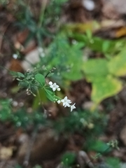 Galium sylvaticum