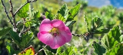 Anisodontea scabrosa