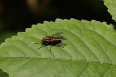 Muscoidea