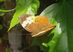 Cupha erymanthis maja