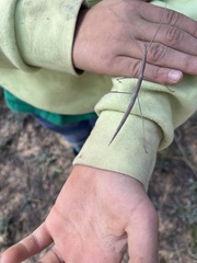 Parabacillus hesperus