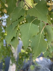 Betula