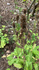 Betonica officinalis