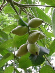 Juglans ailantifolia