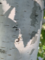 Betula