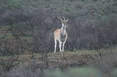 Tragelaphus oryx oryx