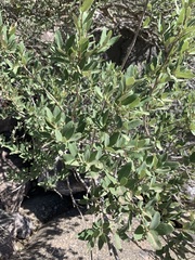 Quercus grisea