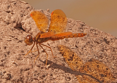 Perithemis intensa