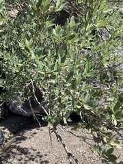 Quercus grisea