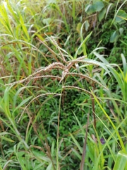 Paspalum fasciculatum