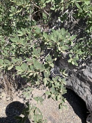 Quercus grisea