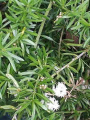 Asparagus aethiopicus