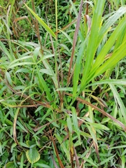 Paspalum fasciculatum