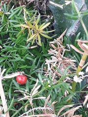 Asparagus aethiopicus
