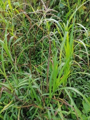 Paspalum fasciculatum