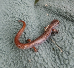 Hemidactylium scutatum