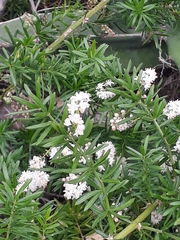 Asparagus aethiopicus