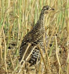 Tympanuchus phasianellus