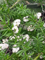 Asparagus aethiopicus