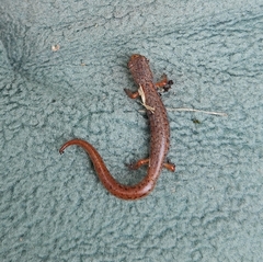 Hemidactylium scutatum