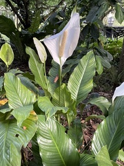 Spathiphyllum