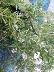 Asparagus aethiopicus