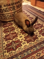 Oryctolagus cuniculus domesticus