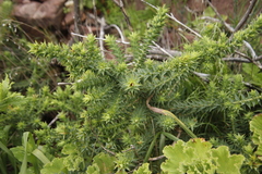 Aspalathus cordata