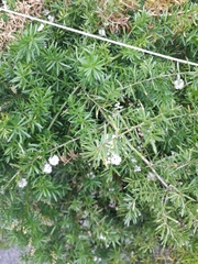 Asparagus aethiopicus