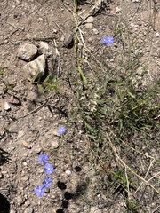Linaceae