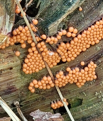 Hemitrichia decipiens