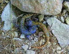 Sceloporus anahuacus