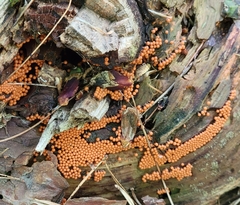 Hemitrichia decipiens