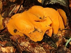 Sowerbyella imperialis