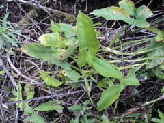 Syngonium podophyllum
