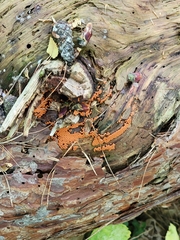 Hemitrichia decipiens