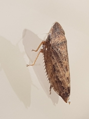 Aphrodini
