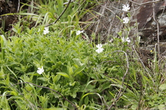 Silene undulata