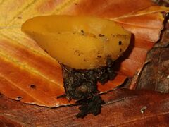 Sowerbyella imperialis