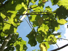 Cnidoscolus aconitifolius