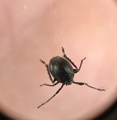 Phylloscelis atra