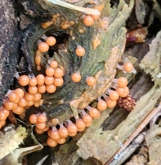Hemitrichia decipiens