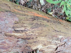 Hemitrichia decipiens