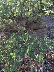 Quercus grisea