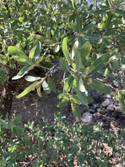 Quercus grisea