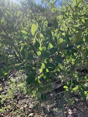 Quercus grisea