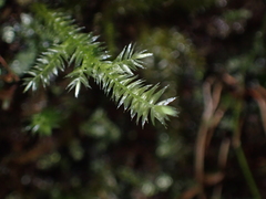 Pseudotaxiphyllum elegans